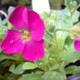 Alpines